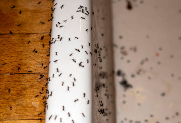 Best Ant Control Services  in Abingdon, IL